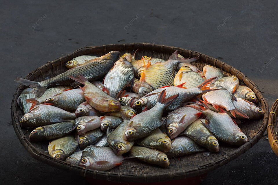 Ikan Air Tawar