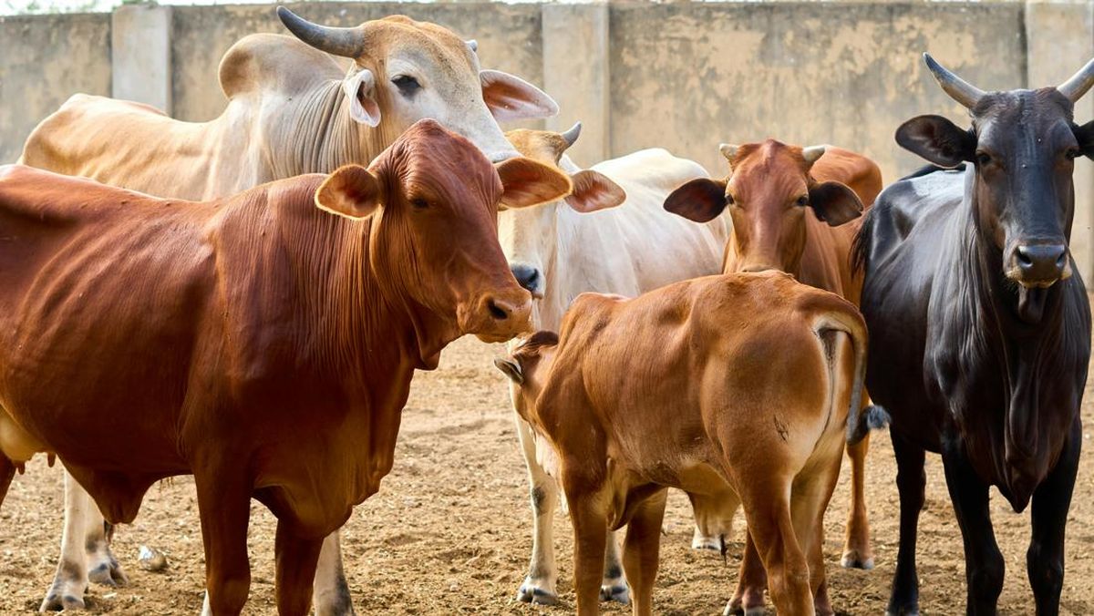Sapi & Kambing